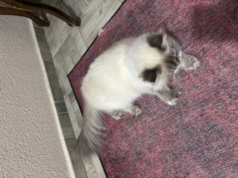 British longhair kedimize yeni yuva arıyoruz
