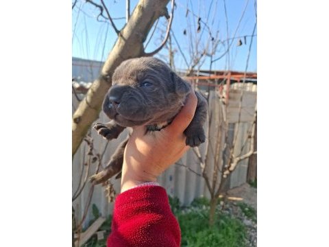 Cane corso yavru köpekler