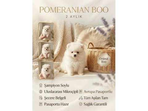 Orijinal pomeranian boo teddy bear teacup