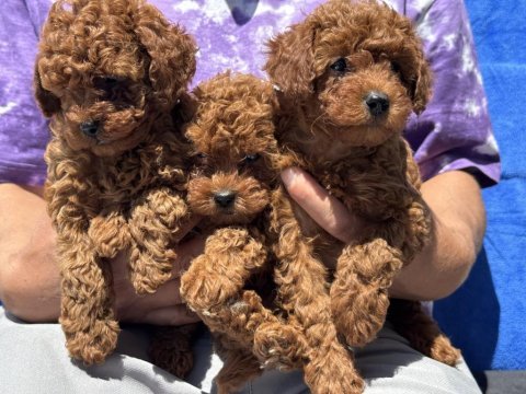 Ankaranın en seçkin toy poodle yavruları
