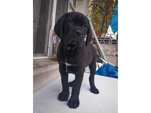 Mükemmel kalitede fcı kıf a clas şecereli cane corso yavru