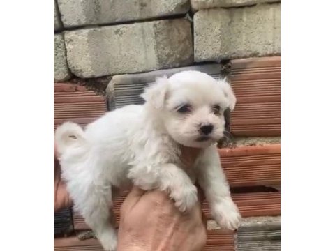 Orijinal terrier yavrular ırk sağlık garantili