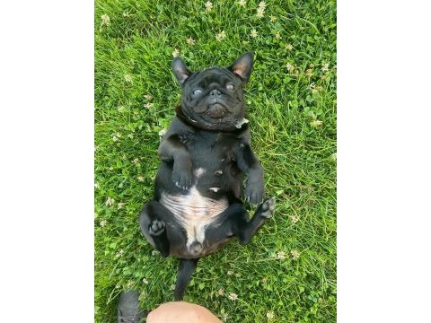 3 yaşında dişi orjinal pug mops