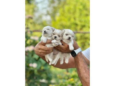 Korea teacup maltese yavrularımız