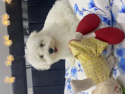 Maltese terrier 8 aylık