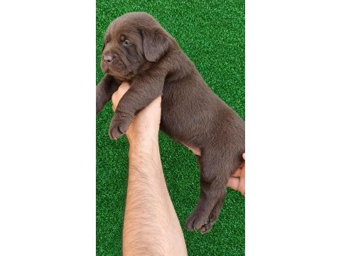 Çikolata labrador bebekler