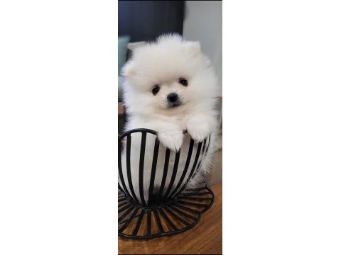 Kar beyazı erkek pomeranian