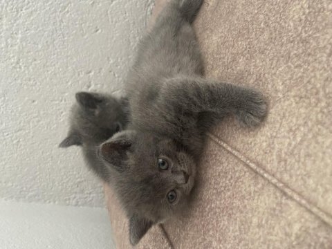 British shorthair 2 tane yavrumuz