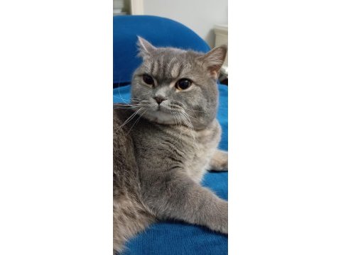Kedimiz reçelimizi sahiplendiriyoruz
