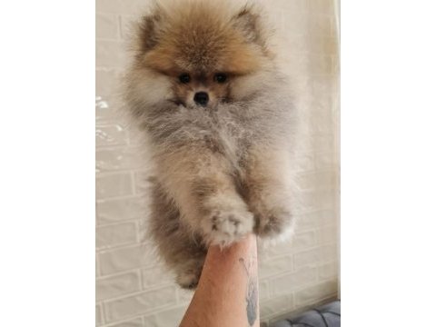 Pomeranian yavru