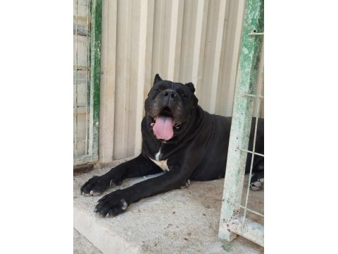 Cane corso yavrularımız çiftliğimızden