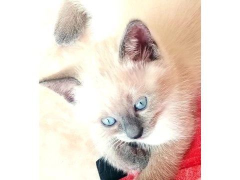 British shorthair minnaklar