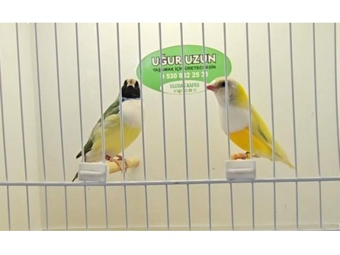 Gouldian finch (gökkuşağı ispinozu)