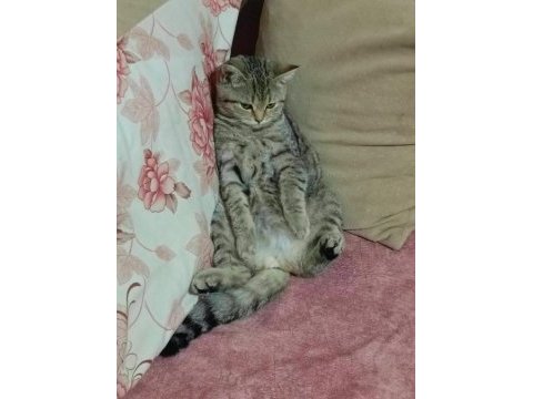 Kırma kedi british
