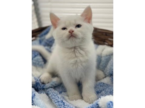 Acil sahiplendirme british shorthair