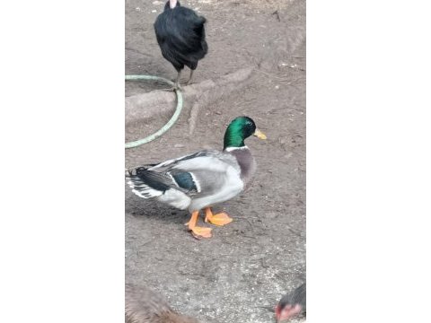 Horozlarımı ve ördeklerimi sahiplendiriyorum