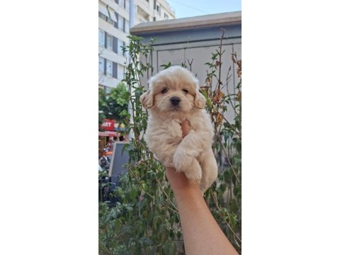 Maltipoo yavrularımız sağlık ve ırk garantilidir