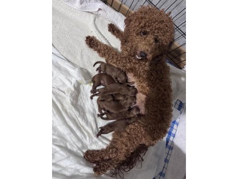 Toy poodle köpekler