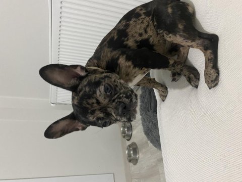 French bulldog 6 aylık dişi