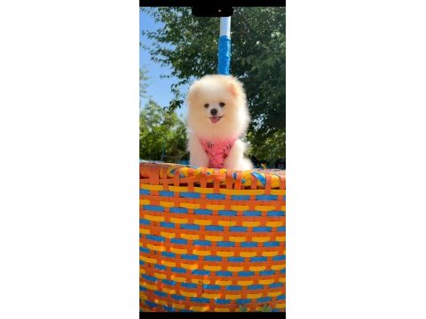 Pomeranian gülen surat