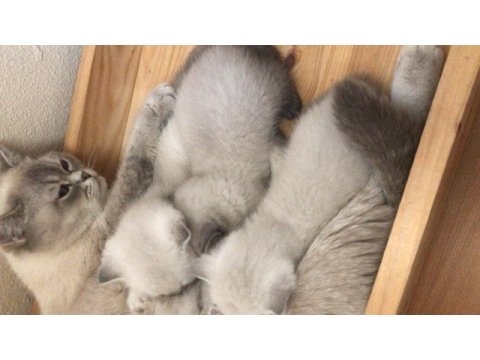 Blue point british shorthair yavrular yeni yuvalarını arıyor