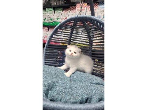 Scottish fold ve british yavrularımız