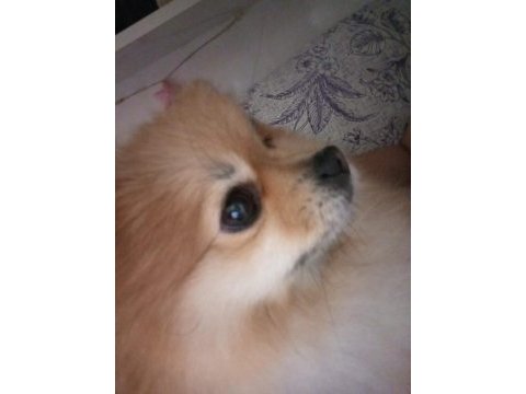 3 aylık pomeranian köpeğimiz