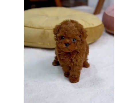 Türkiyenin en iddialı poodle bebeğiyle karşınızdayız