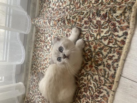 Orjinal show kalite 3 aylık erkek scottish fold yavru