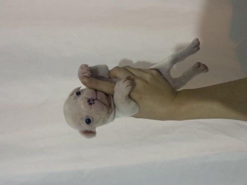 A kalite erkek yavru french bulldog
