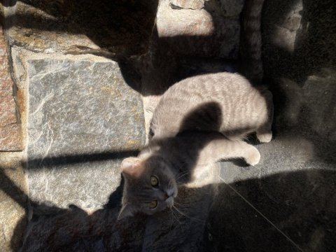 British shorthair 1,5 yaşında