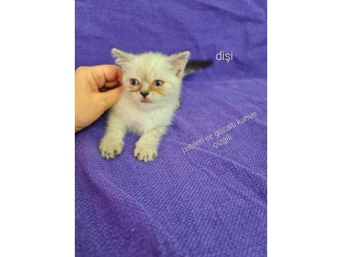 2 aylık bu sevimli scottish fold