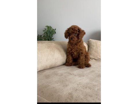 Lekesiz red brown 3.5 aylık üst kalite toy poodle