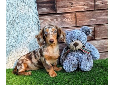 Dachshund yavru