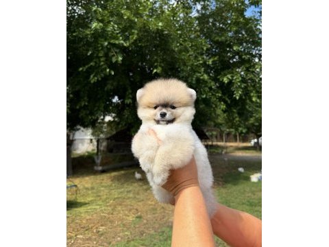 Orange pomeranian boo teddy face