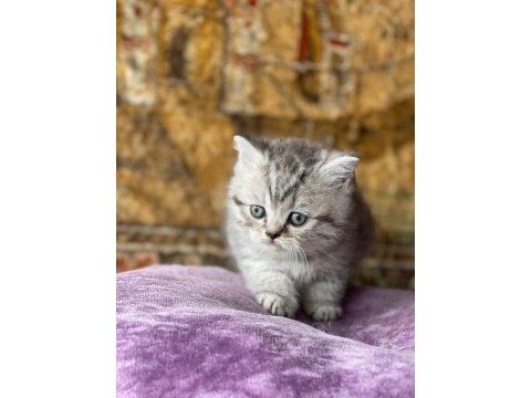 Full orjinal silver shorthair