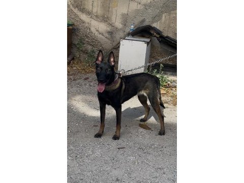 Koruma egitimli belcika kurdu