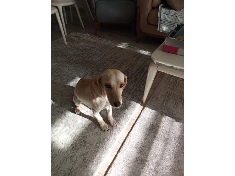 Ücretsiz melez büyümeyen köpeğimiz