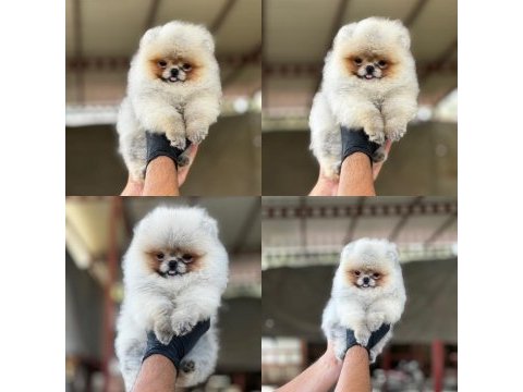 Pomeranian köpeğimiz mersin