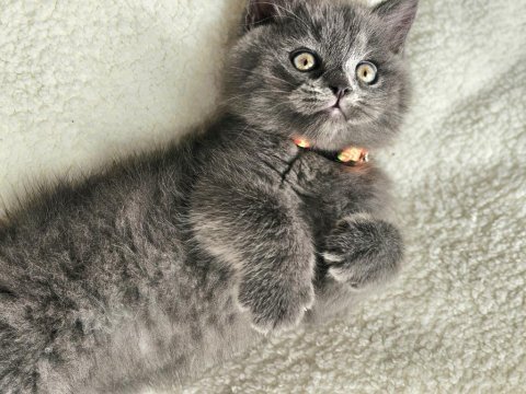 British shorthair erkek yavru