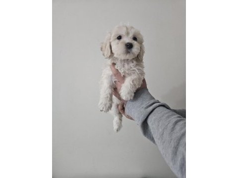 Maltipoo dişi köpeğimiz