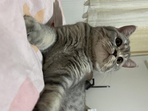 British shorthair 10 aylık