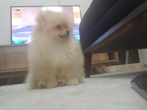 Pamuk pomeranian oğlumuzu sahiplendiriyoruz