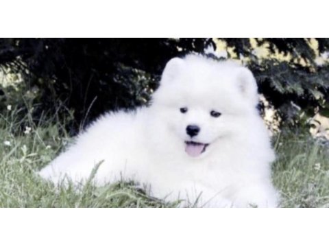 Samoyed safkan
