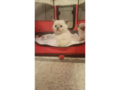 British shorthair blue point yavrumuz