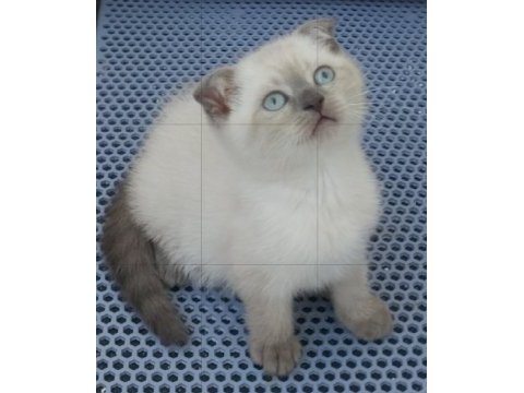 Güzel british shorthair yavrular