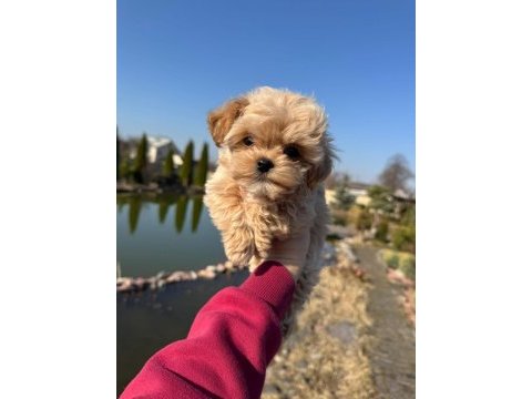 En özel kore maltipoo yavruları