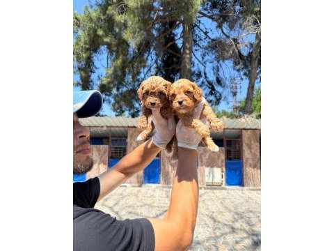 Maltipoo yavrularımız