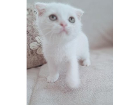 Karbeyaz scottish fold erkek