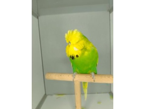 Show jumbo muhabbet kuşu